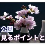 清水公園の桜情報!!ここでしか見れない桜とは!?見所は!?